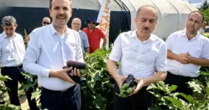 Türkiye'de patlıcan üretiminde dördüncü sırada Bursa'da patlıcan hasadı başladı. Bursa