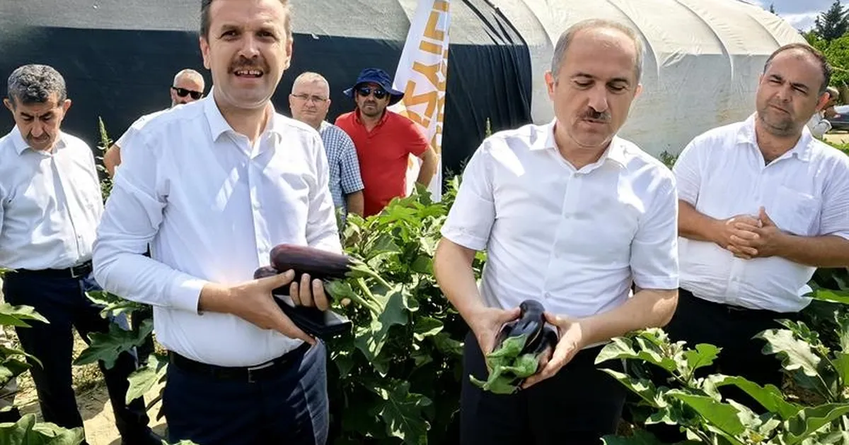 Türkiye'de patlıcan üretiminde dördüncü sırada Bursa'da patlıcan hasadı başladı. Bursa