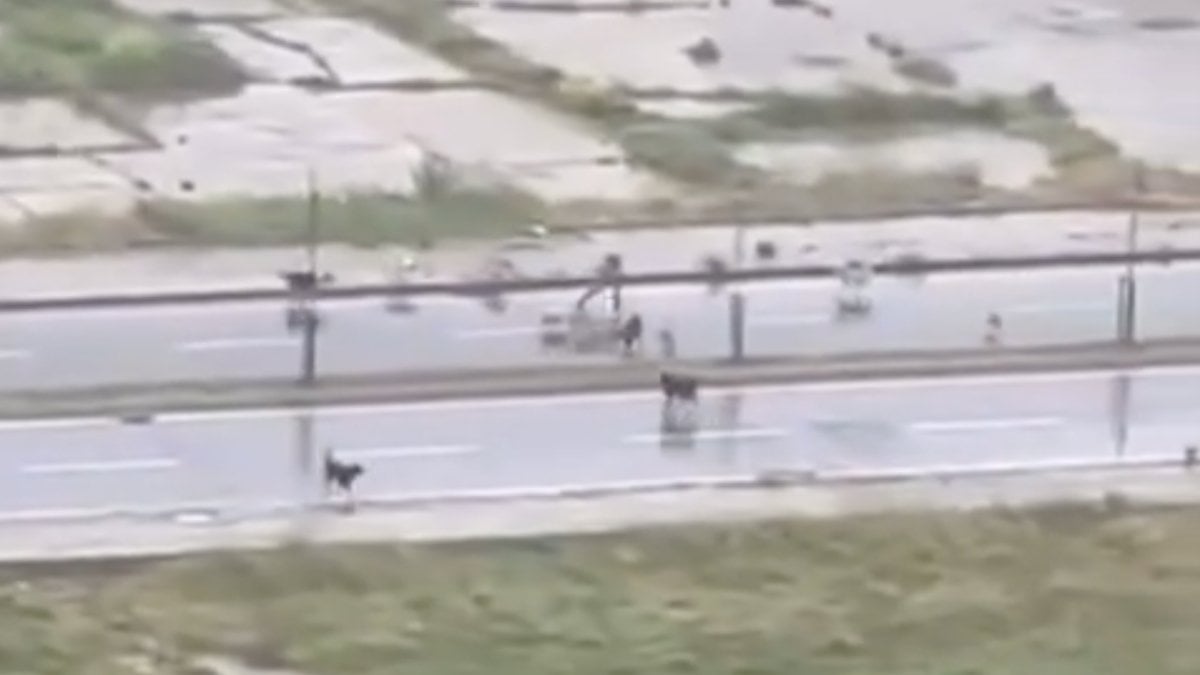 İstanbul Başakşehir'de bir vatandaş, başıboş köpeklerin saldırısına uğradı. Yaşananlar cep