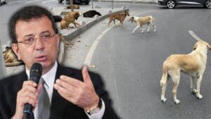 Başıboş köpek sorunu için ilginç bir tavsiyede bulunarak çözüleceğini düşünen