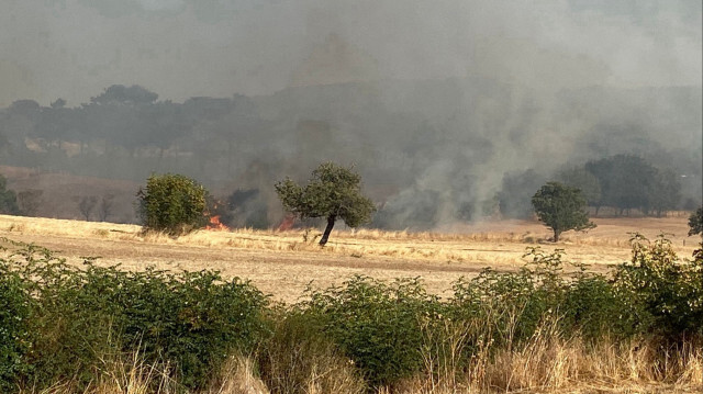 Manisa, Aydın ve Çanakkale'de ormanlık alanlarda yangın çıktı. Üç ildeki