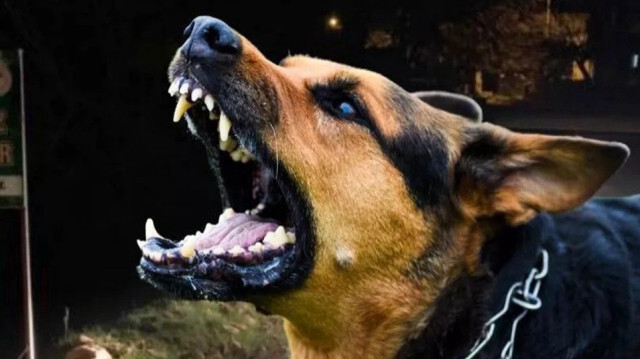 Sahipsiz köpeklere yönelik düzenlemeler içeren Hayvanları Koruma Kanunu'nda Değişiklik Yapılmasına