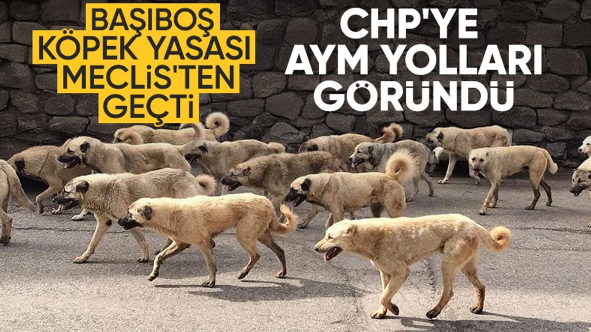 CHP Genel Başkanı Özgür Özel, sahipsiz hayvanlara yönelik düzenlemeler içeren
