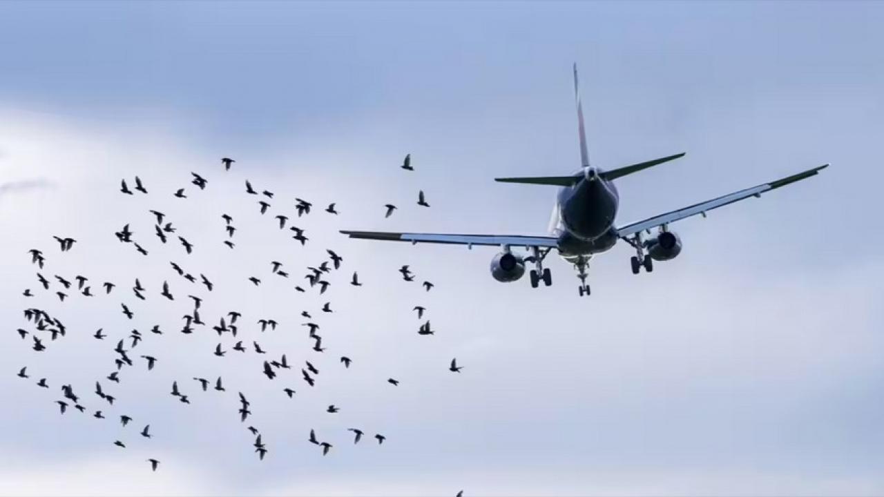 Atatürk Havalimanı'na iniş için alçalan uçaklar, kuş sürüleri yüzünden pisti