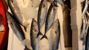 Karadeniz'de Tarım ve Orman Bakanlığınca 15-31 Ağustos tarihleri arasında kıyı