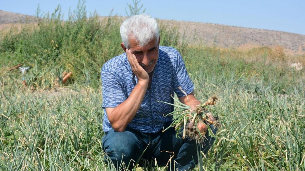 Türkiye'nin soğan deposu olarak gösterilen Ankara'nın Polatlı ilçesinde mevsim normallerinin