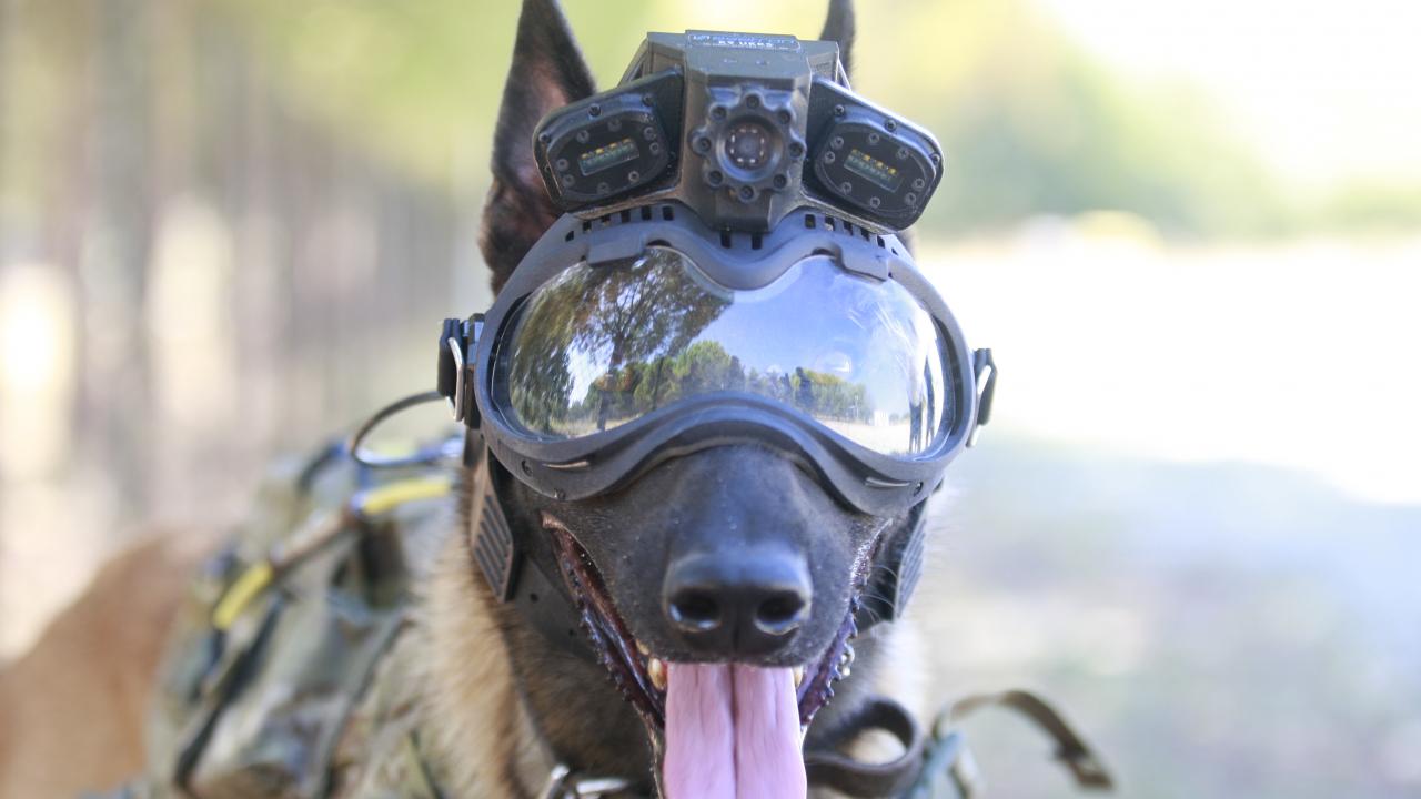 TSK’nin eğitimli köpekleri için özel olarak üretilen “UKKS” ile Mehmetçik'in