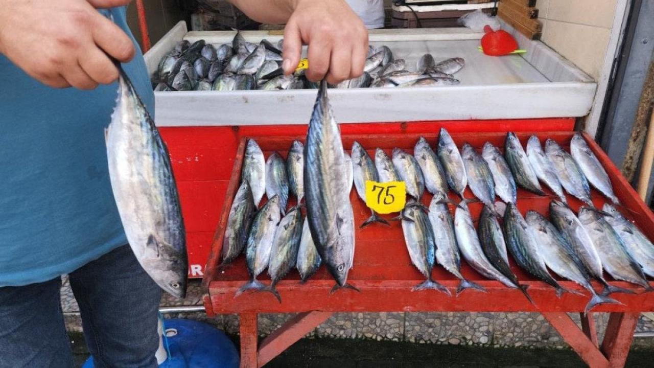 Av sezonunun başlamasıyla Zonguldak'a 4 günde getirilen 100 ton palamut,