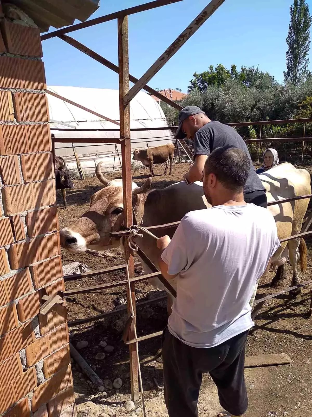 Muğla'nın Ortaca ilçesinde büyük ve küçükbaş hayvanların sağlığı ve refahı