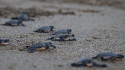 Çevre, Şehircilik ve İklim Değişikliği Bakanlığının özel çevre koruma bölgelerinde