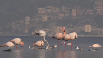 İzmir’de yaşam alanları Gediz Deltası olan flamingoların bir kısmı, kış