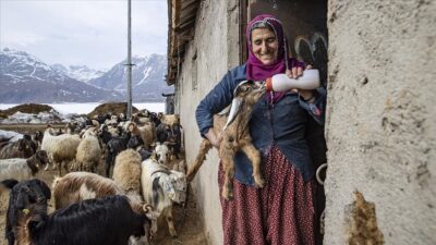 Tunceli’nin Ovacık ilçesinde yaşayan besiciler, köylerinde sesleri yankılanan yeni doğmuş