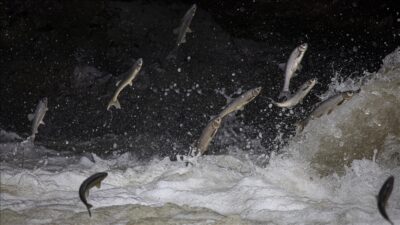 Van Gölü’nde yaşayan ve üreme döneminde tatlı sulara göç eden