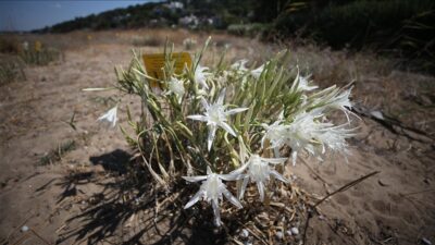 Sahillerin beyaz süsü kum zambakları antik kent kıyılarında özenle korunuyor Çanakkale’nin Ezine ilçesindeki Alexandria Troas Antik Kenti’nin limanının da yer
