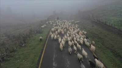 Karadeniz’in yaylaları, yaz döneminde ağırladığı çobanlar ve sürülerini hava sıcaklıklarının