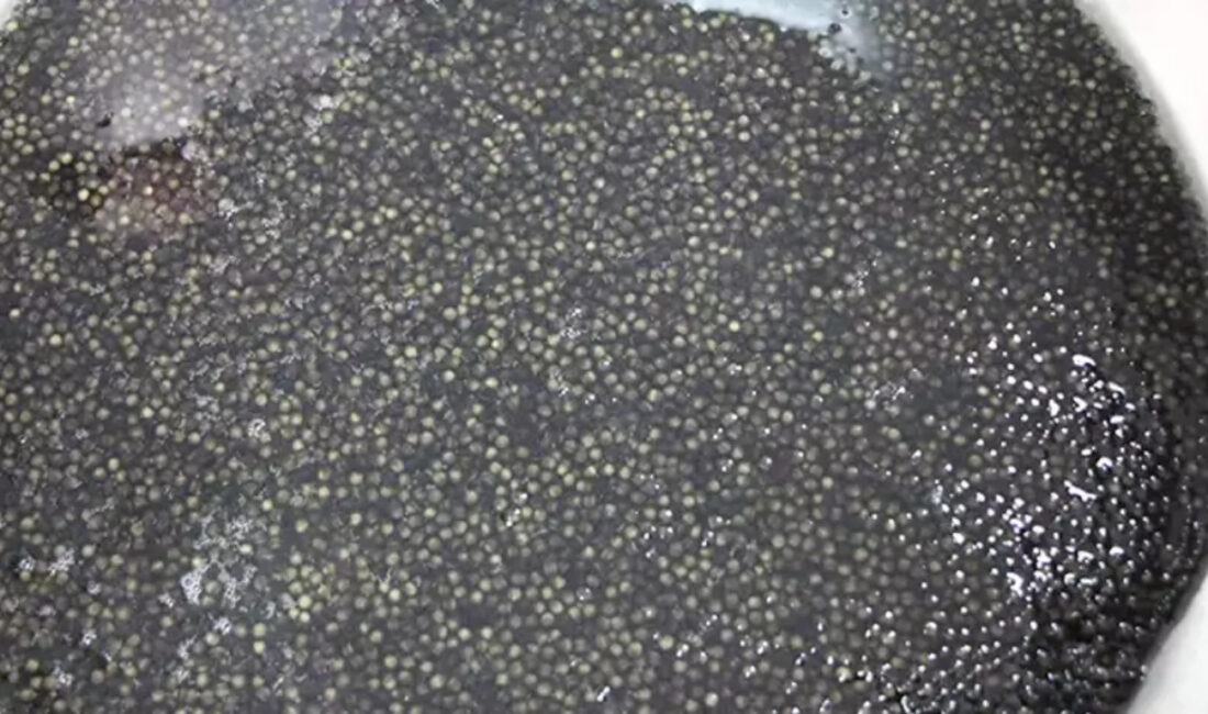 Amasya’da yetiştirilen ve havyarıyla büyük ekonomik değer taşıyan mersin balıkları