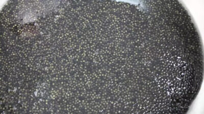 Amasya’da yetiştirilen ve havyarıyla büyük ekonomik değer taşıyan mersin balıkları