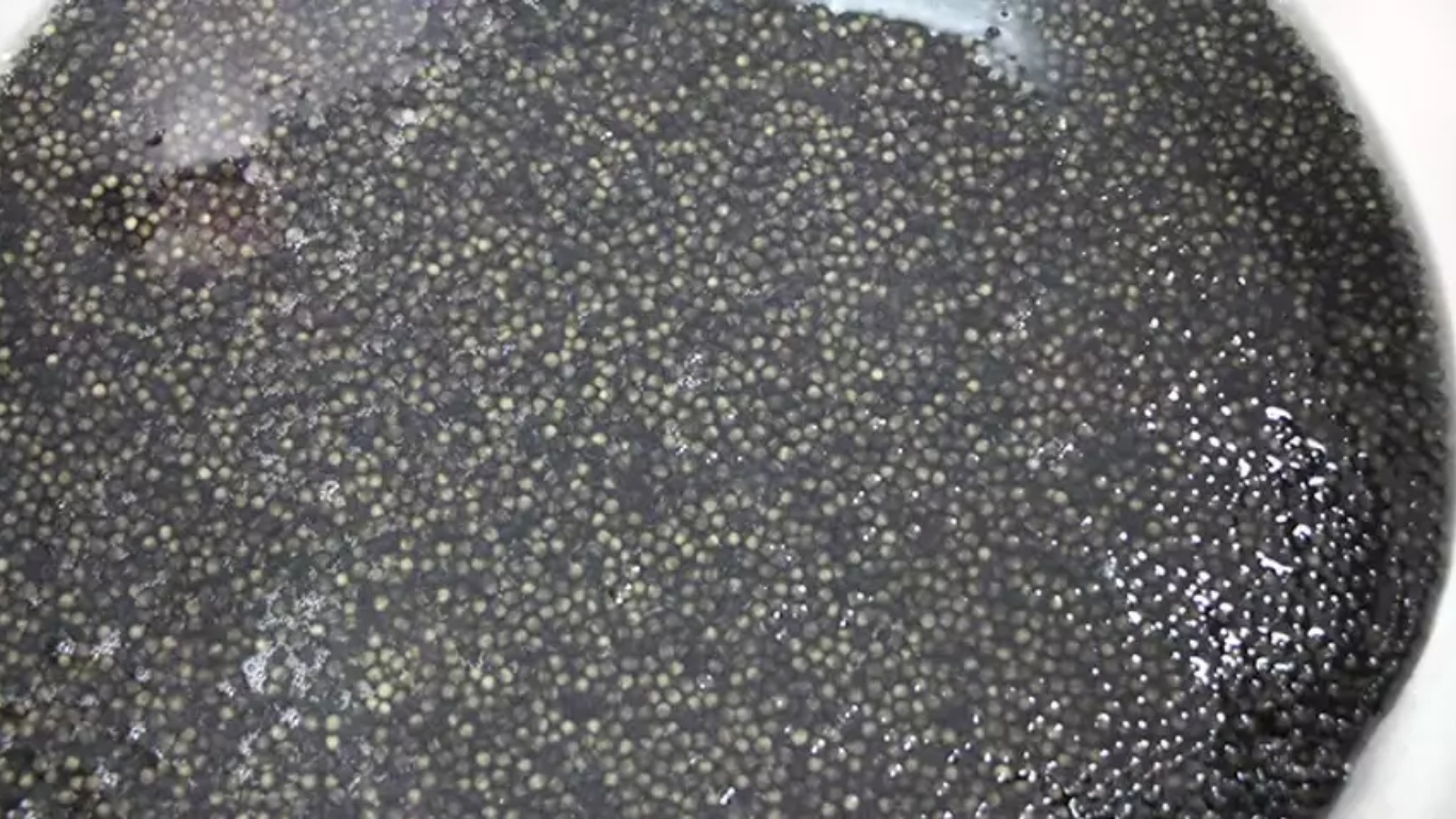 Amasya’da yetiştirilen ve havyarıyla büyük ekonomik değer taşıyan mersin balıkları