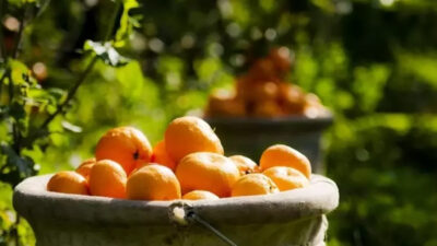 Türkiye, 2026’nın ilk çeyreğinde turunçgil ihracatından yaklaşık 698 milyon dolar