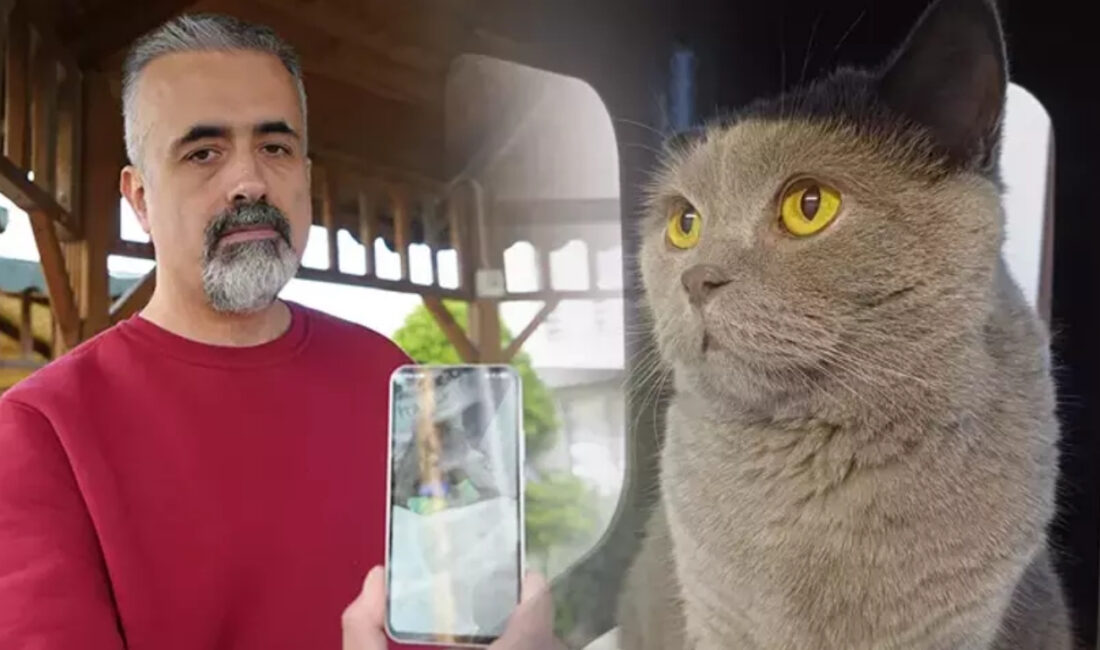 Samsun’da bir ailenin kuduz aşısı sonrası kedilerinin öldüğünü iddia etmesi