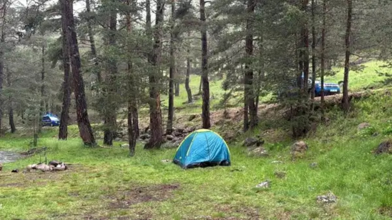 Bolu’nun Aladağ bölgesinde piknik yapan 11 kişilik ailenin sığındığı ağaca
