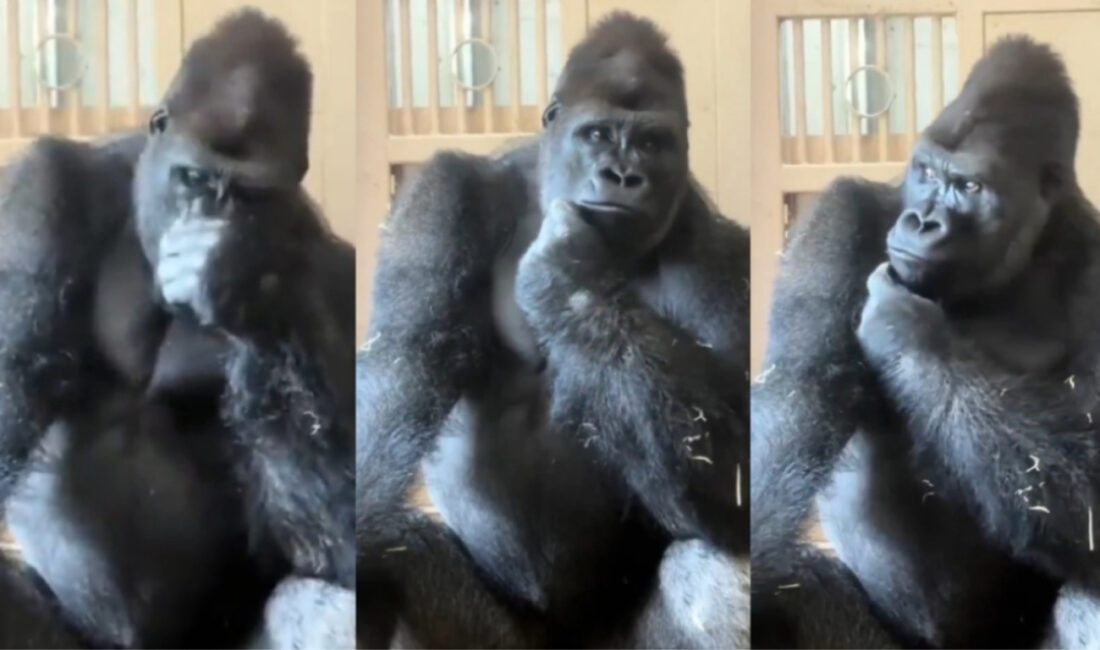 
Japonya'da yaşayan goril Kiyomasa'nın eşiyle yaşadığı tartışmanın ardından sergilediği düşünceli
