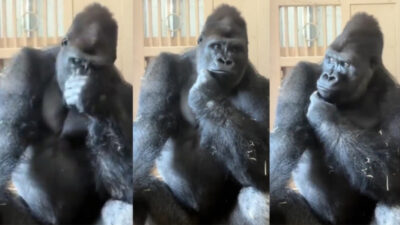 
Japonya'da yaşayan goril Kiyomasa'nın eşiyle yaşadığı tartışmanın ardından sergilediği düşünceli