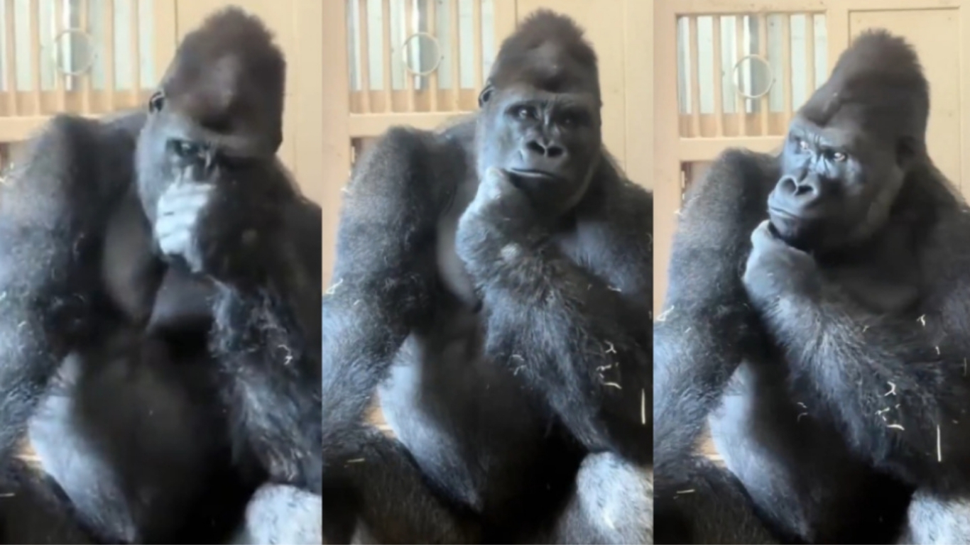 
Japonya'da yaşayan goril Kiyomasa'nın eşiyle yaşadığı tartışmanın ardından sergilediği düşünceli