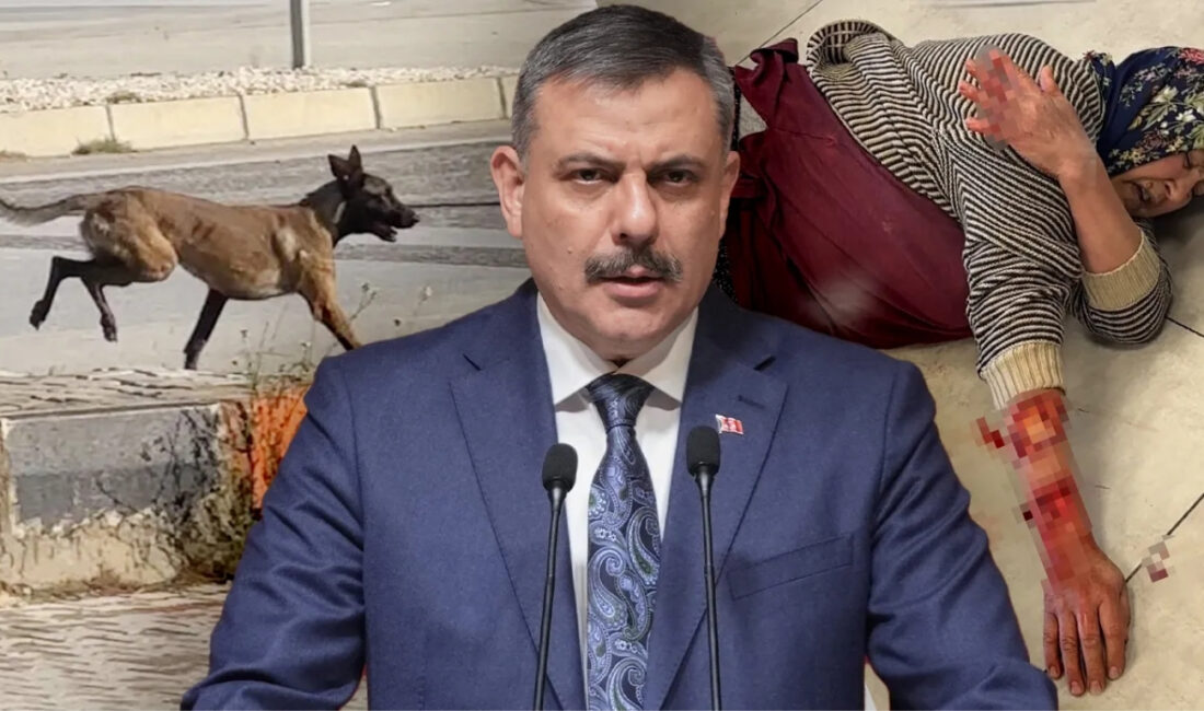 İçişleri Bakanı Mustafa Çiftçi, sahipsiz sokak hayvanlarının büyük bölümünün toplandığını