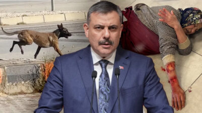 İçişleri Bakanı Mustafa Çiftçi, sahipsiz sokak hayvanlarının büyük bölümünün toplandığını