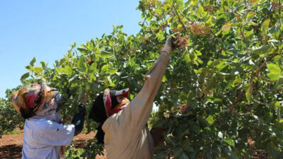 "Yeşil altın" olarak bilinen Antep fıstığı, geçen yıl 94 ülkeye