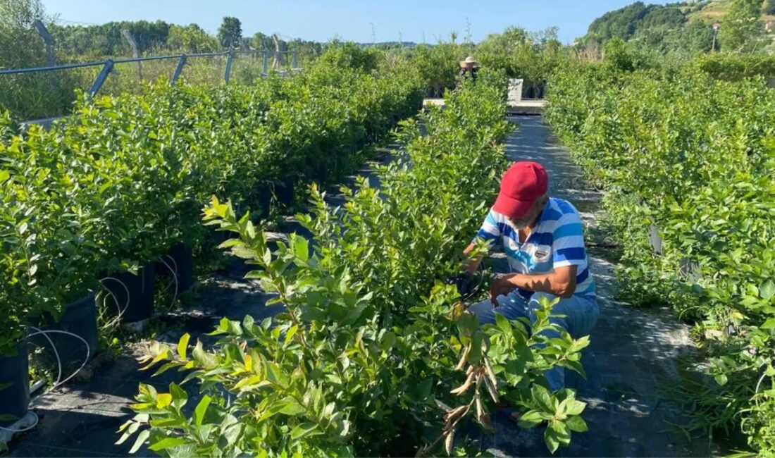 Sinop’ta üretimi her geçen yıl artan yaban mersininde hasat sezonu