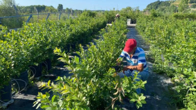 Sinop’ta üretimi her geçen yıl artan yaban mersininde hasat sezonu