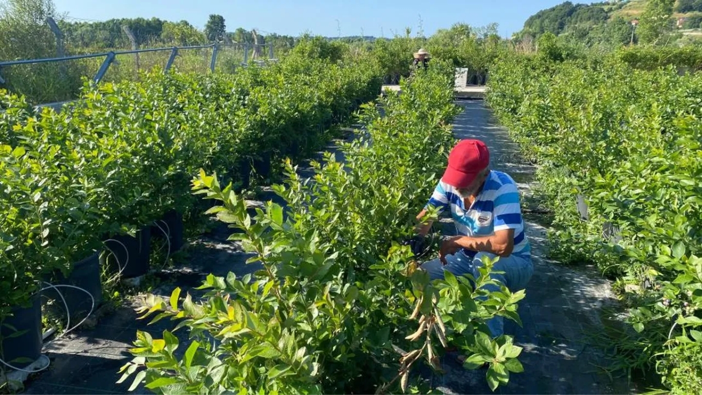 Sinop’ta üretimi her geçen yıl artan yaban mersininde hasat sezonu